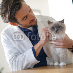 Handsome-vet-looking-at-beautiful-cat-in-vetinarian-clinic.jpg