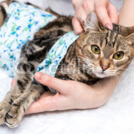Pet-owner-takes-care-of-cat-after-surgery.jpg