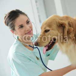 Veterinarian-examining-dogs-heartbeat.jpg
