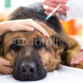 veterinary-surgeon-is-giving-the-vaccine-to-the-dog-German-Sheph.jpg